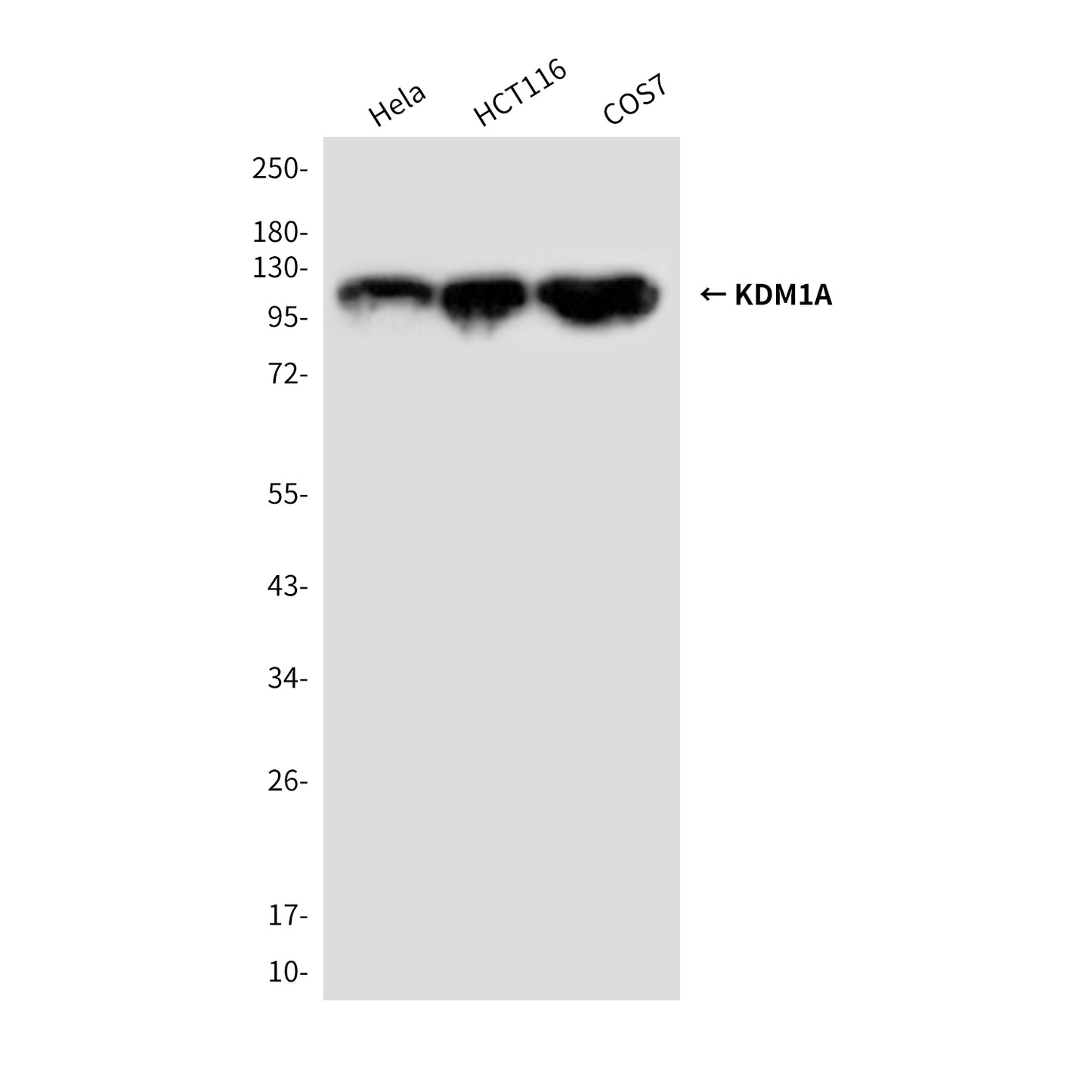 KDM1A (1E5) Mouse Monoclonal Antibody