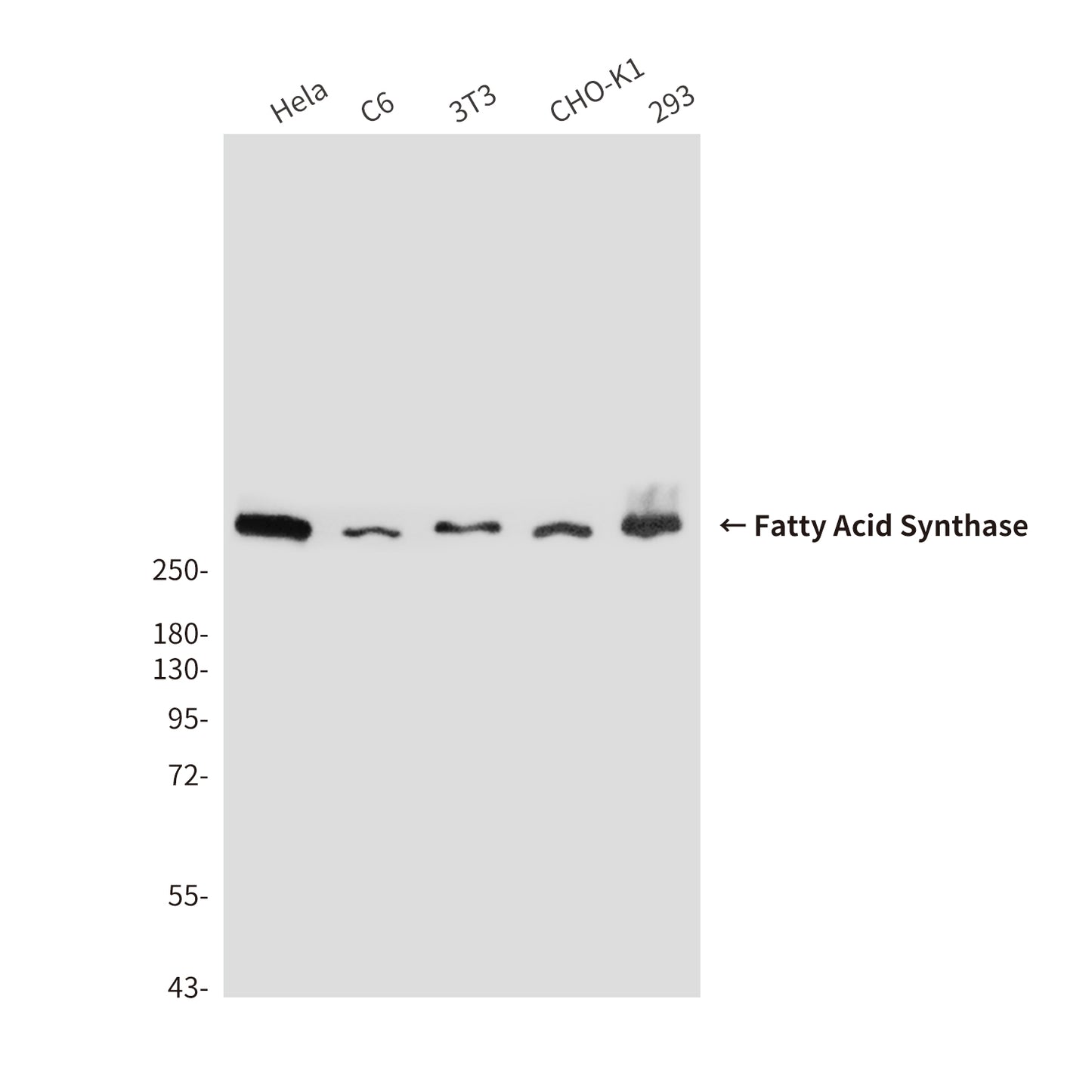 Fatty Acid Synthase (2F9) Mouse Monoclonal Antibody