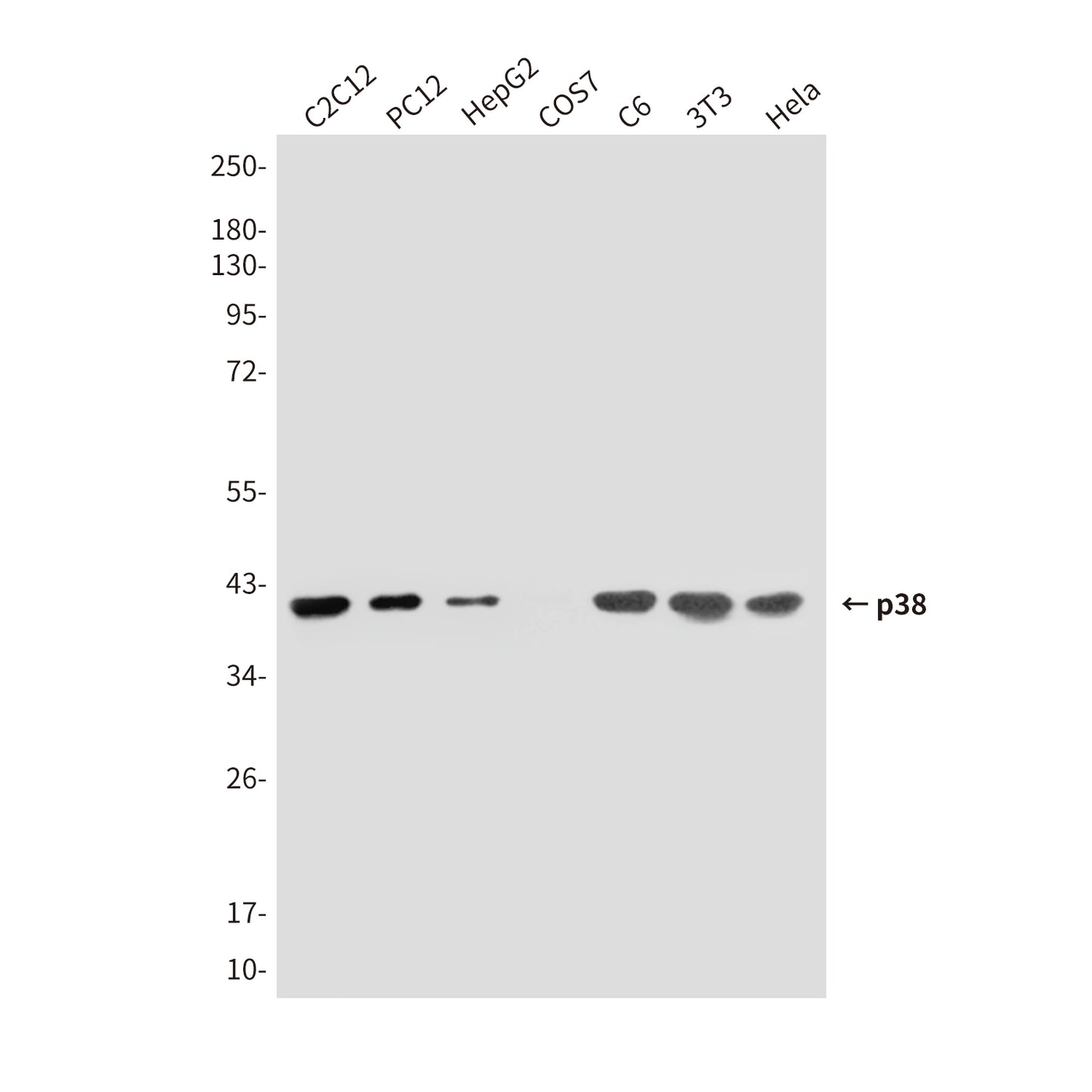 p38 (5A1) Mouse Monoclonal Antibody