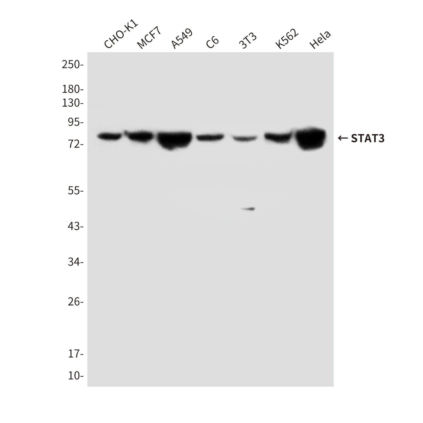 STAT3 (4C8) Mouse Monoclonal Antibody