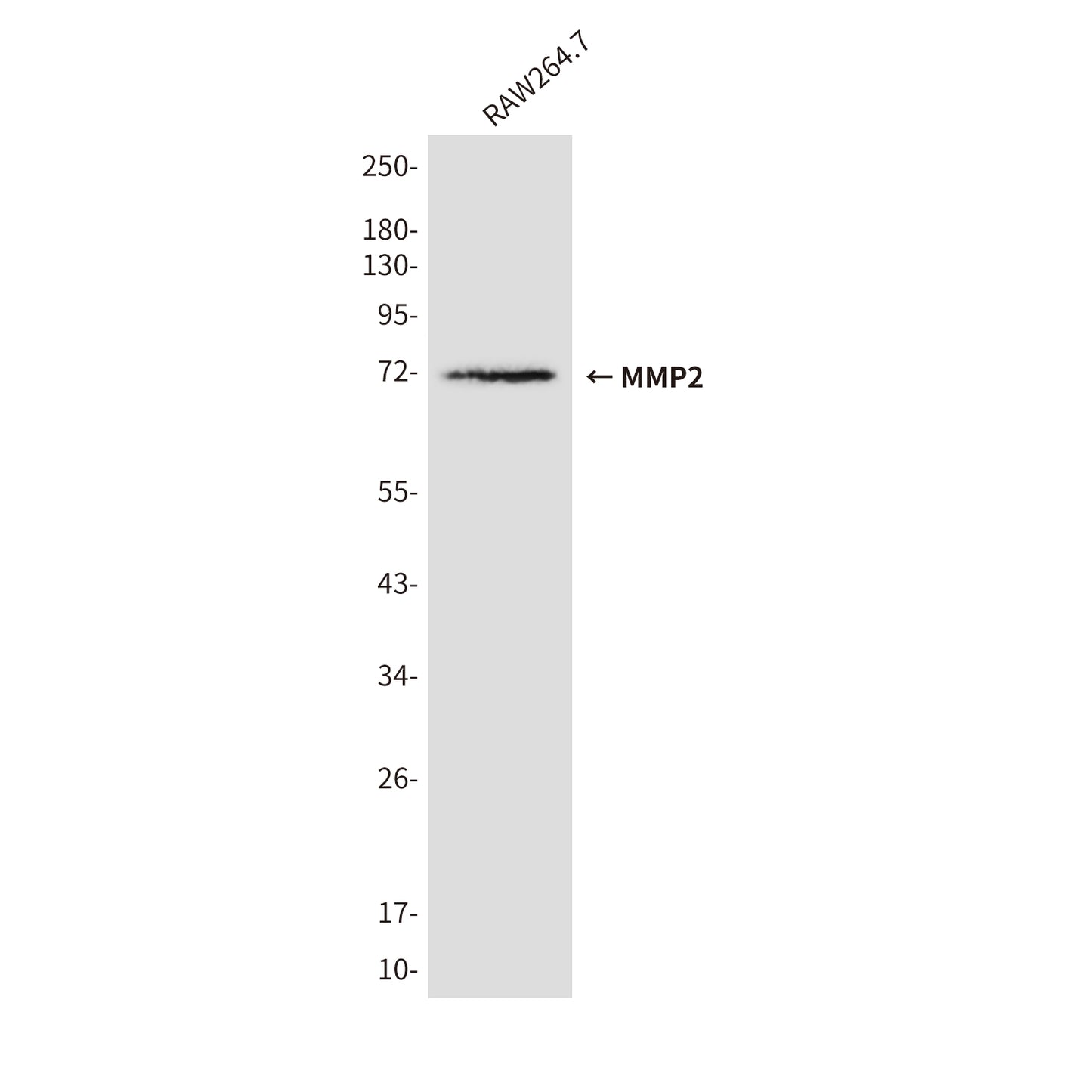 MMP2 (3A8) Mouse Monoclonal Antibody