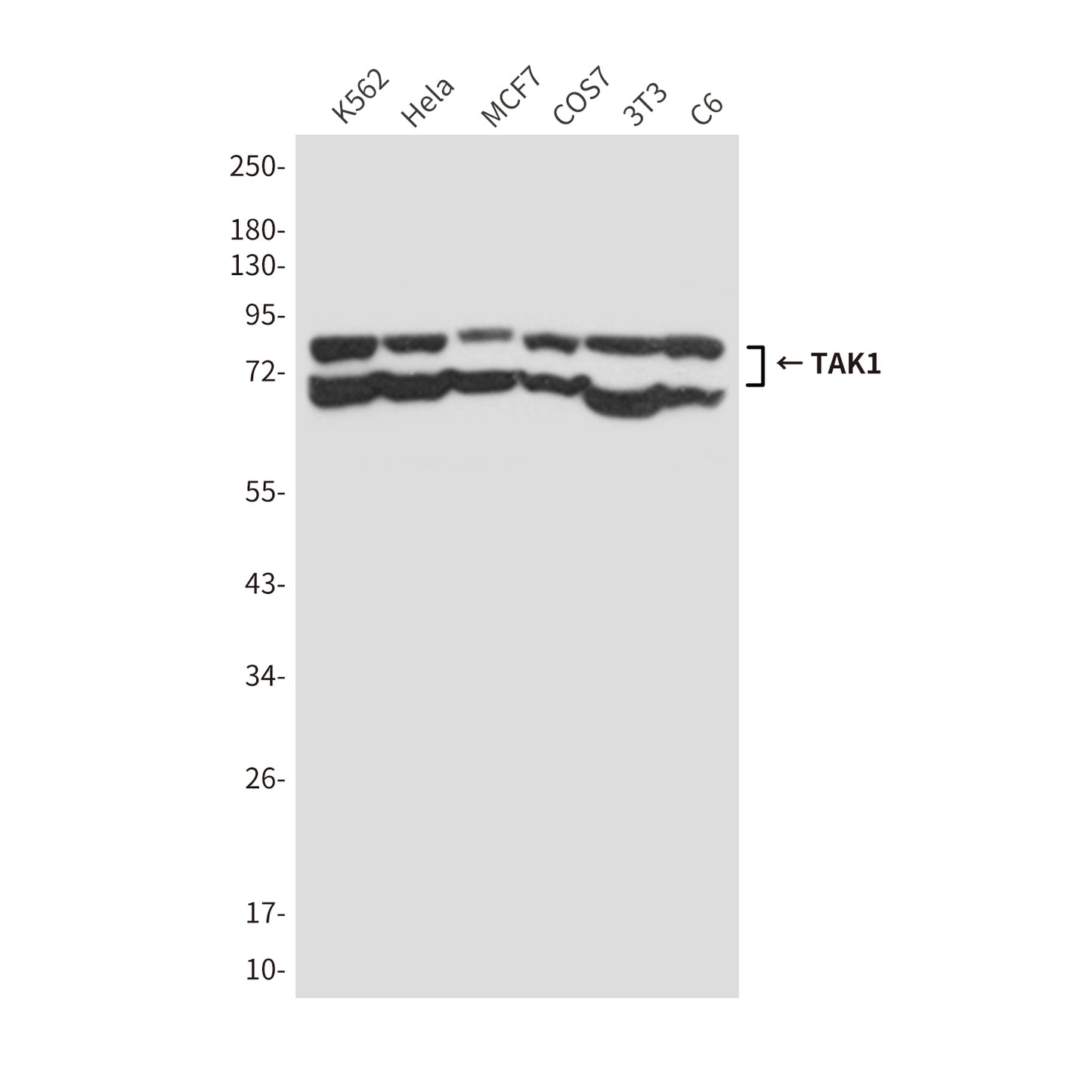TAK1 (3G1) Mouse Monoclonal Antibody