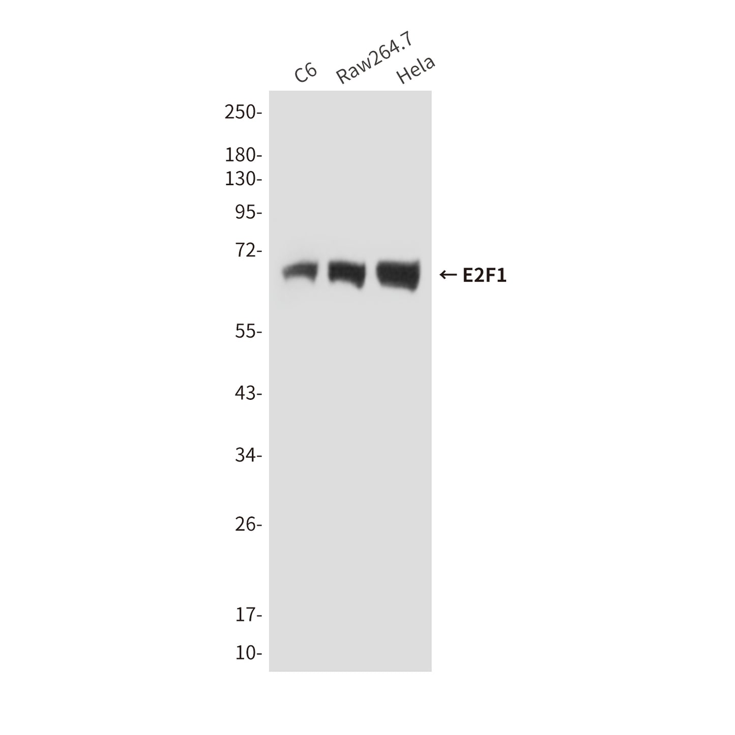 E2F1 (4G8) Mouse Monoclonal Antibody