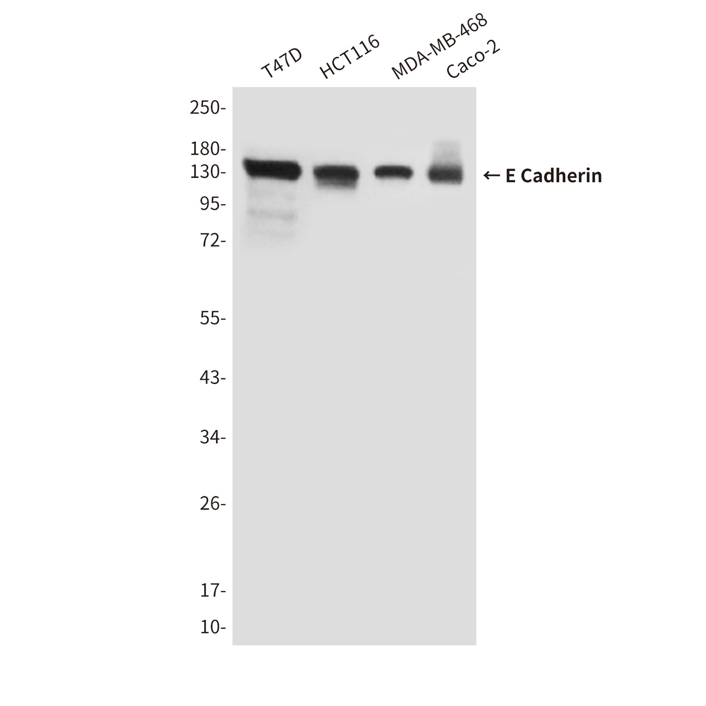 E Cadherin (6B10) Mouse Monoclonal Antibody