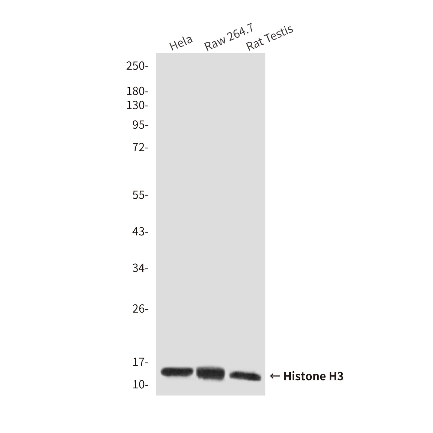 Histone H3 (10A10) Mouse Monoclonal Antibody