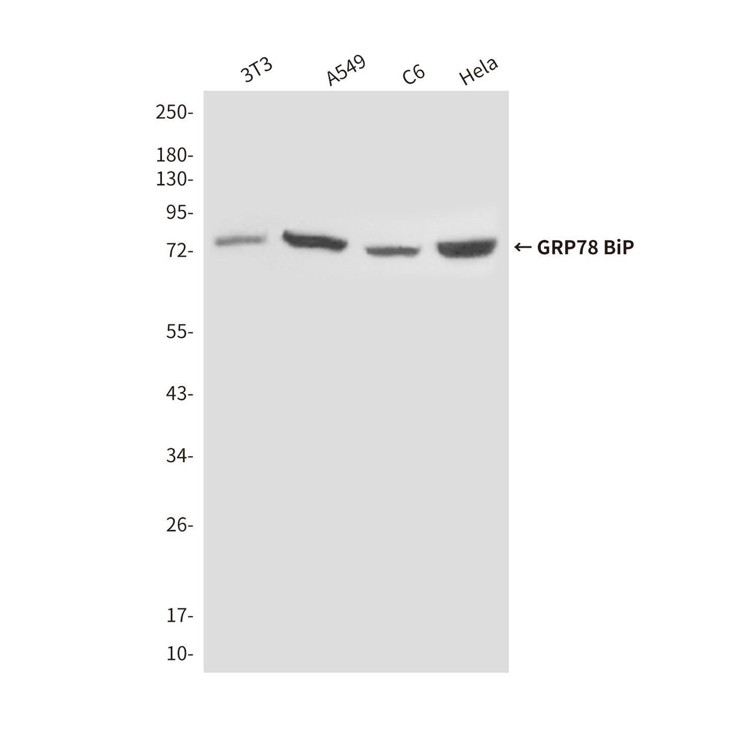 GRP78 BiP (4F11) Mouse Monoclonal Antibody