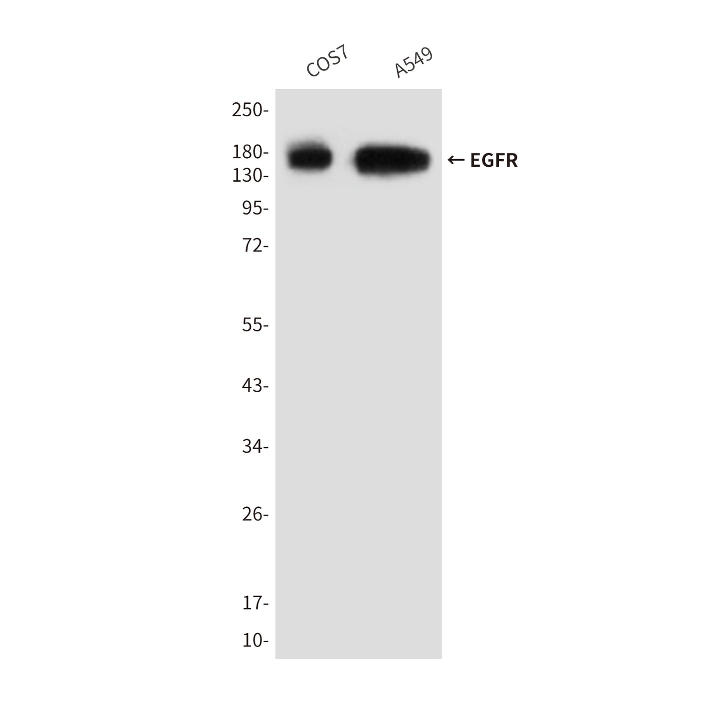 EGFR (6H11) Mouse Monoclonal Antibody