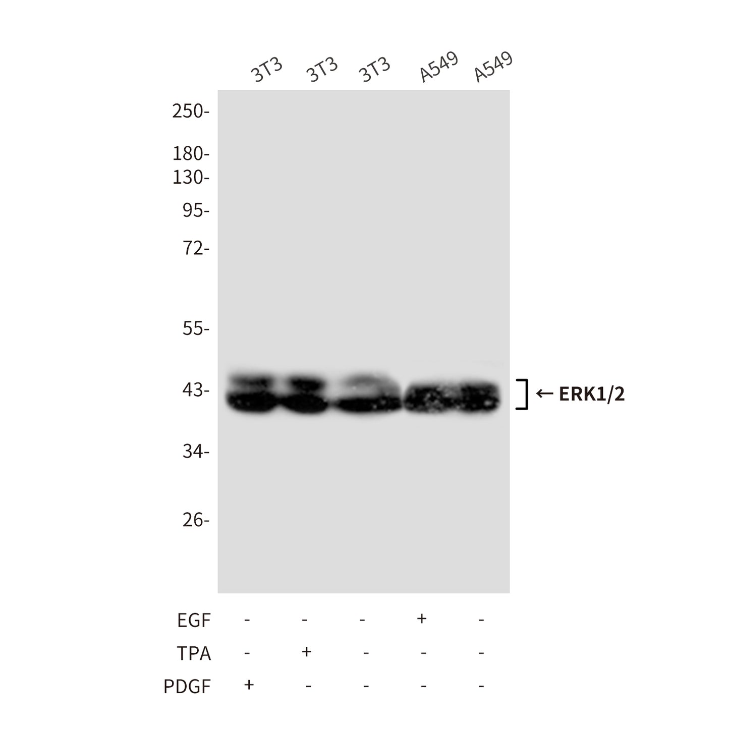 ERK1/2 (4A4) Mouse Monoclonal Antibody