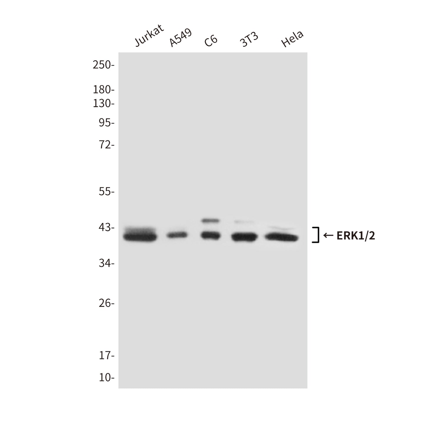ERK1/2 (4F3) Mouse Monoclonal Antibody