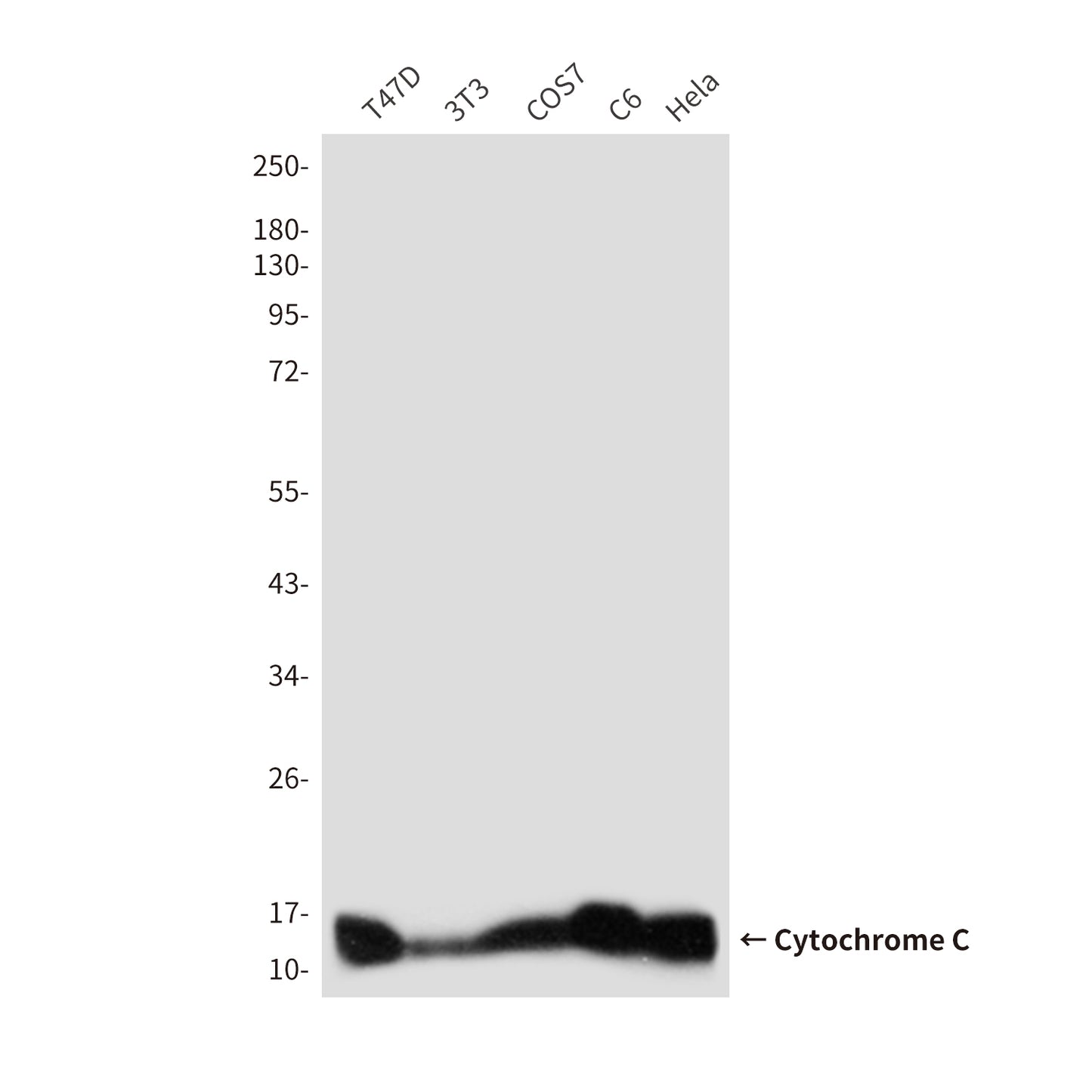 Cytochrome C (7C10) Mouse Monoclonal Antibody