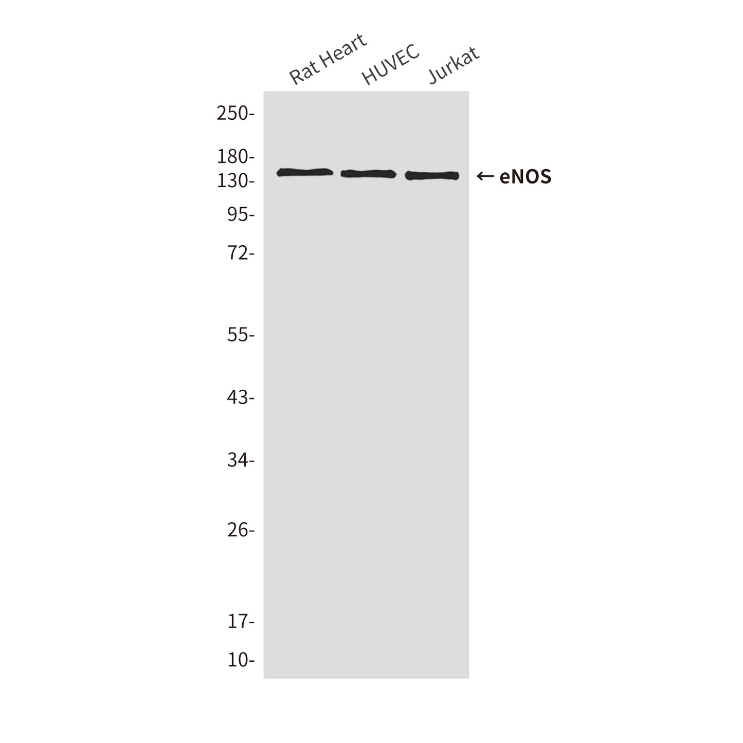 eNOS (2E8) Mouse Monoclonal Antibody