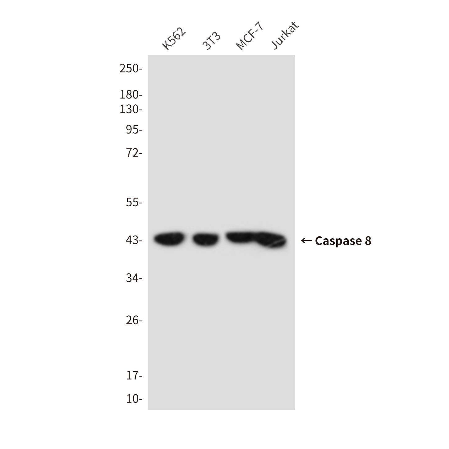 Cleaved-Caspase 8 Mouse Monoclonal Antibody