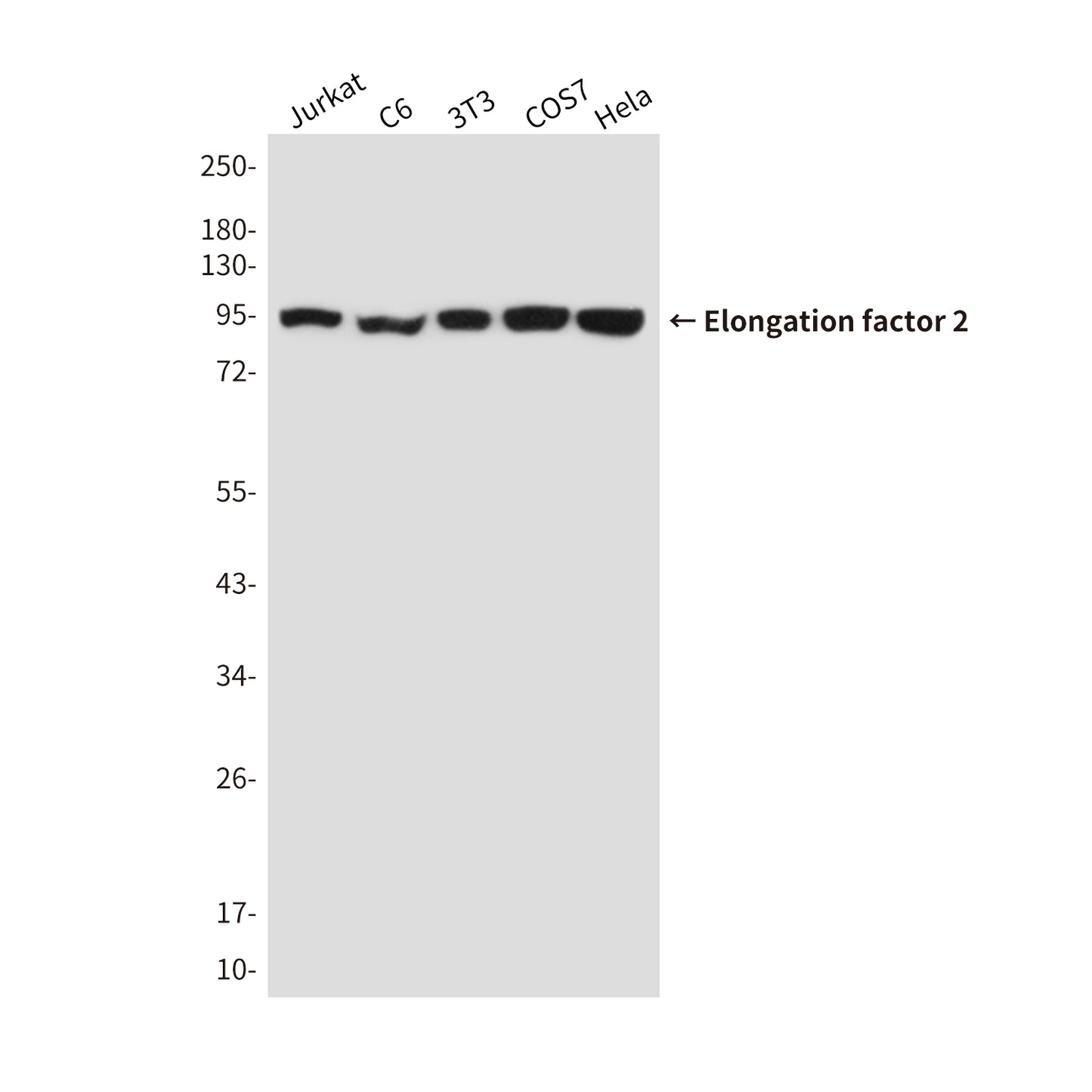 Elongation factor 2 Mouse Monoclonal Antibody