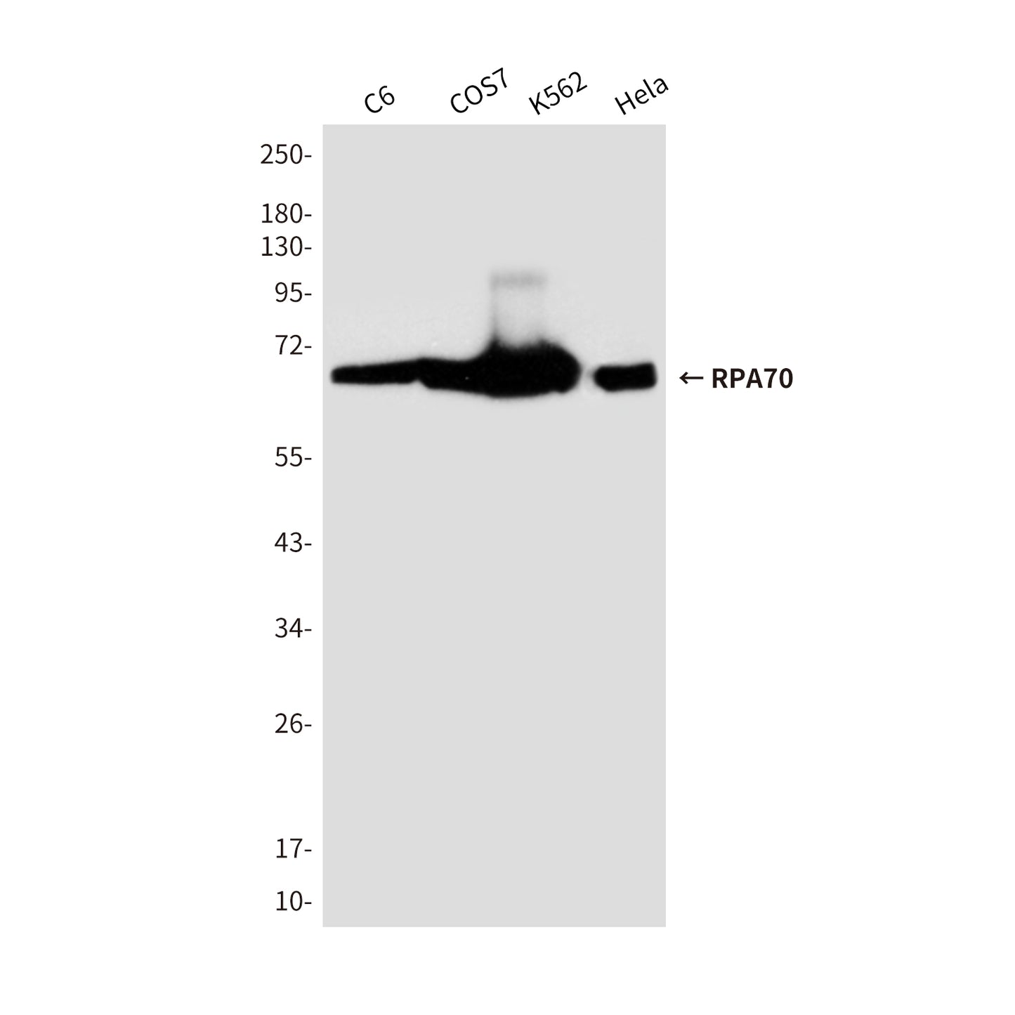 RPA70 Mouse Monoclonal Antibody