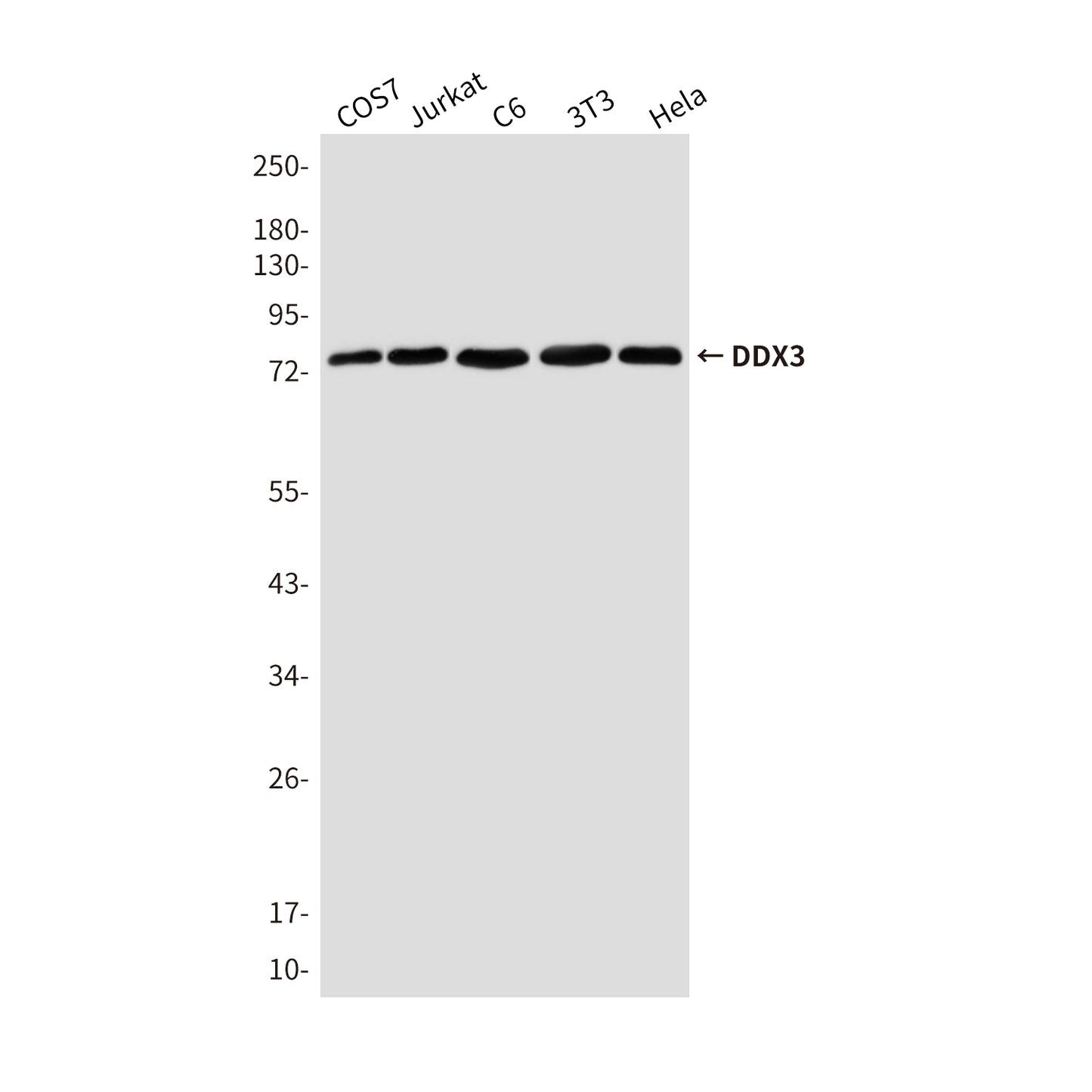 DDX3 Mouse Monoclonal Antibody