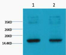 Histone H3(Tri Methyl Lys9)(4H8)Mouse Monoclonal Antibody
