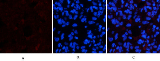 Active Caspase-3(5E1)Mouse Monoclonal Antibody