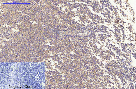 Bax(6F11)Mouse Monoclonal Antibody