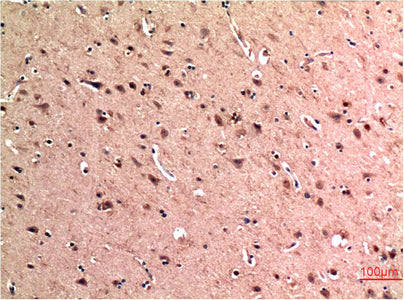 Beclin-1(5C2)Mouse Monoclonal Antibody