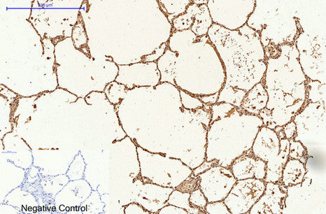 Caspase 9(3-20)Mouse Monoclonal Antibody
