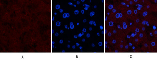 Collagen IV(8E5)Mouse Monoclonal Antibody