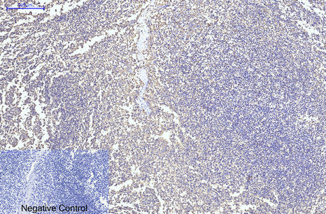 CYCS(4B10)Mouse Monoclonal Antibody