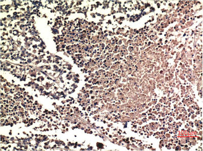 ERK1/2(1H4)Mouse Monoclonal Antibody