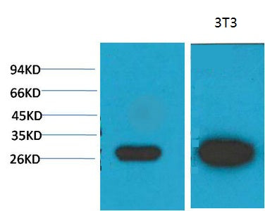 Galectin-3(8D7)Mouse Monoclonal Antibody