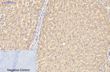 GFAP(5C8)Mouse Monoclonal Antibody