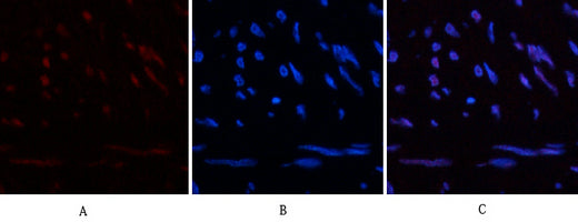 HP-1α(5E3)Mouse Monoclonal Antibody