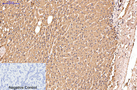 IDE(3H4)Mouse Monoclonal Antibody