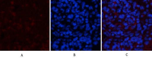 NBR1(7C3)Mouse Monoclonal Antibody
