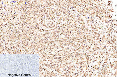 Oct1(7G1)Mouse Monoclonal Antibody