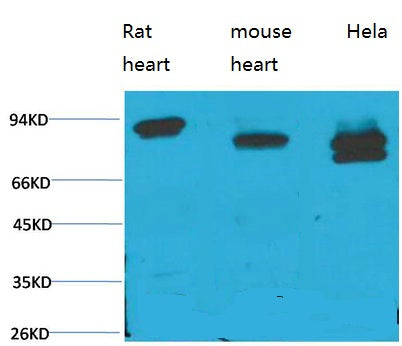 STAT3(3F4)Mouse Monoclonal Antibody