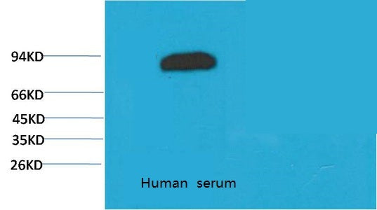Transferrin(10G3)Mouse Monoclonal Antibody