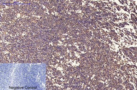 Ubiquitin(5F1)Mouse Monoclonal Antibody