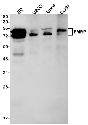 FMRP Rabbit Monoclonal Antibody