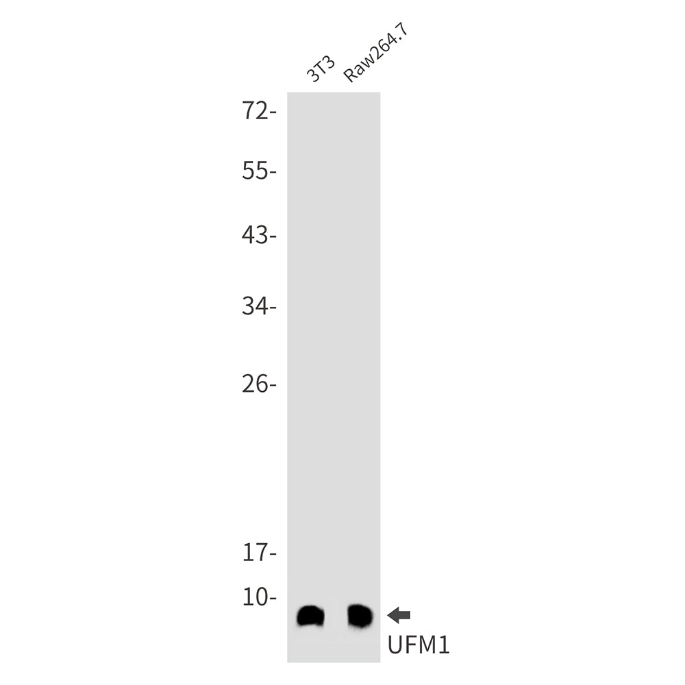 UFM1 Rabbit Monoclonal Antibody
