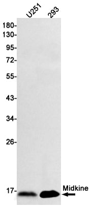Midkine Rabbit Monoclonal Antibody