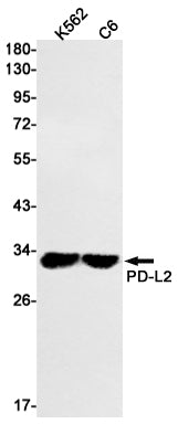 PD L2 Rabbit Monoclonal Antibody