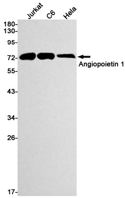 Angiopoietin 1 Rabbit Monoclonal Antibody