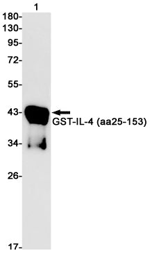 IL-4 Rabbit Monoclonal Antibody