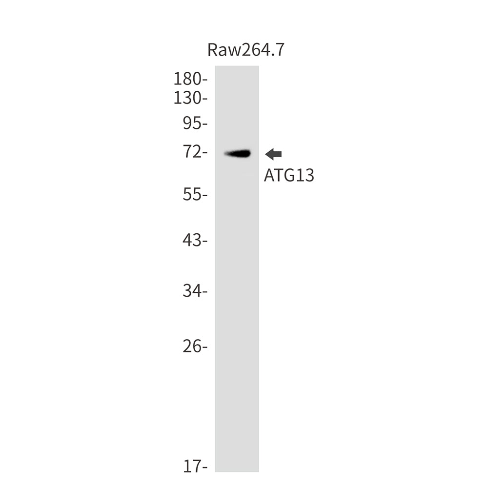 ATG13 Rabbit Monoclonal Antibody