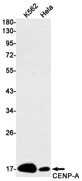CENPA Rabbit Monoclonal Antibody