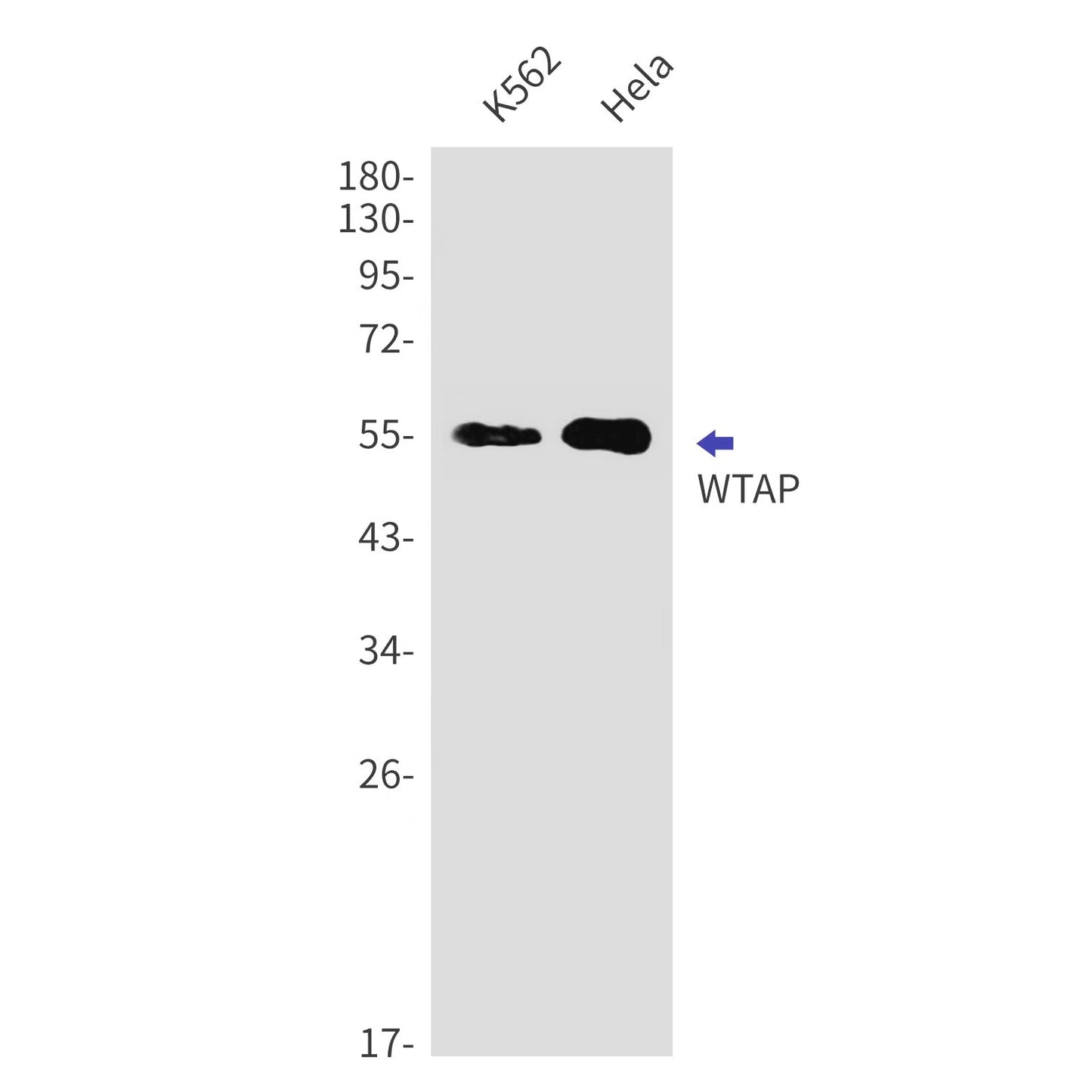 WTAP Rabbit Monoclonal Antibody