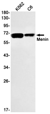 Menin Rabbit Monoclonal Antibody
