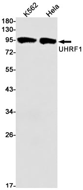 UHRF1 Rabbit Monoclonal Antibody