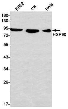 Hsp90 alpha Rabbit Monoclonal Antibody