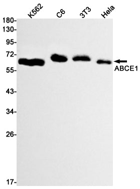 ABCE1 Rabbit Monoclonal Antibody