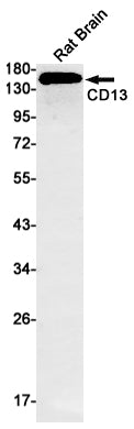 CD13 Rabbit Monoclonal Antibody